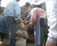 /album/tradicional%20matan%c3%a7a%20do%20porco%20e%20almo%c3%a7o%2013-03-2011/p3120016-jpg1/